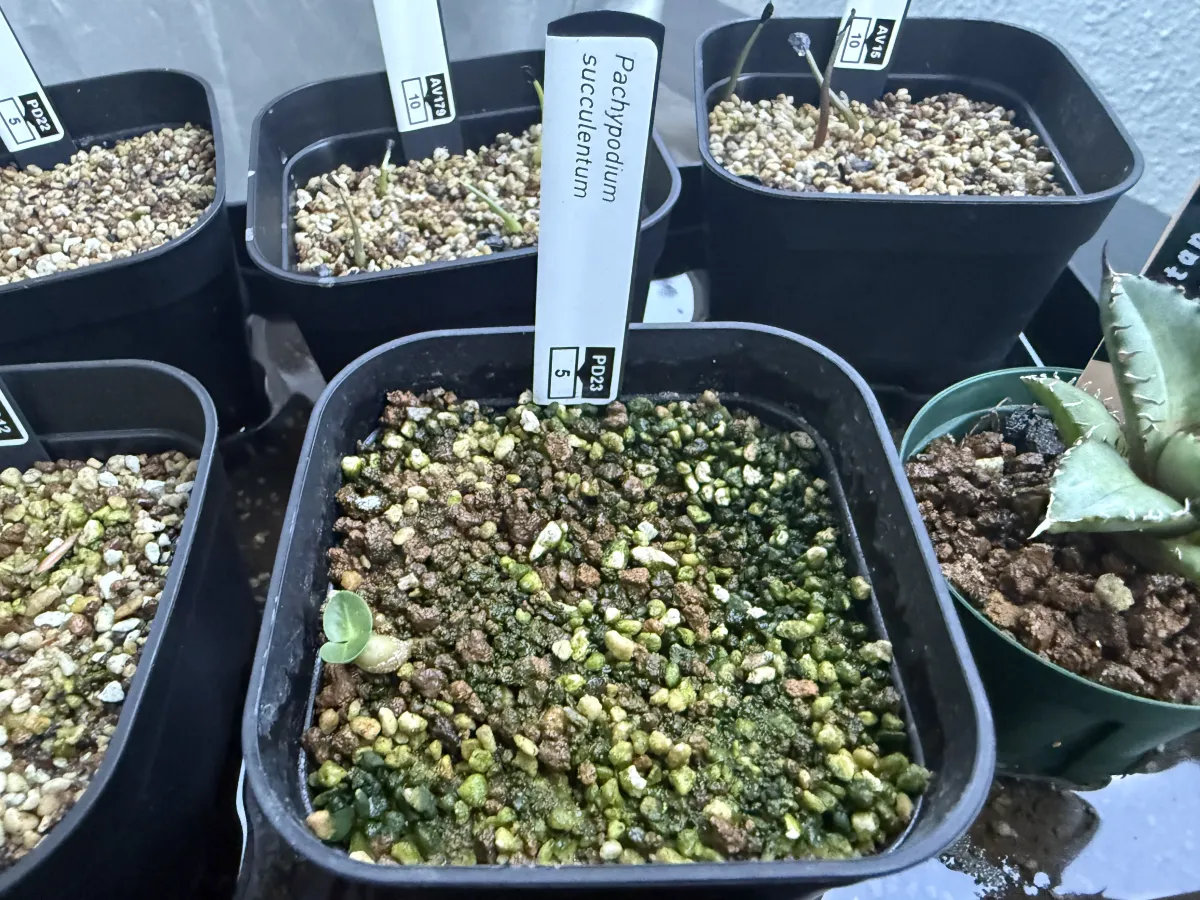 Pachypodium succulentum (パキポディウム サキュレンタム 天馬空)