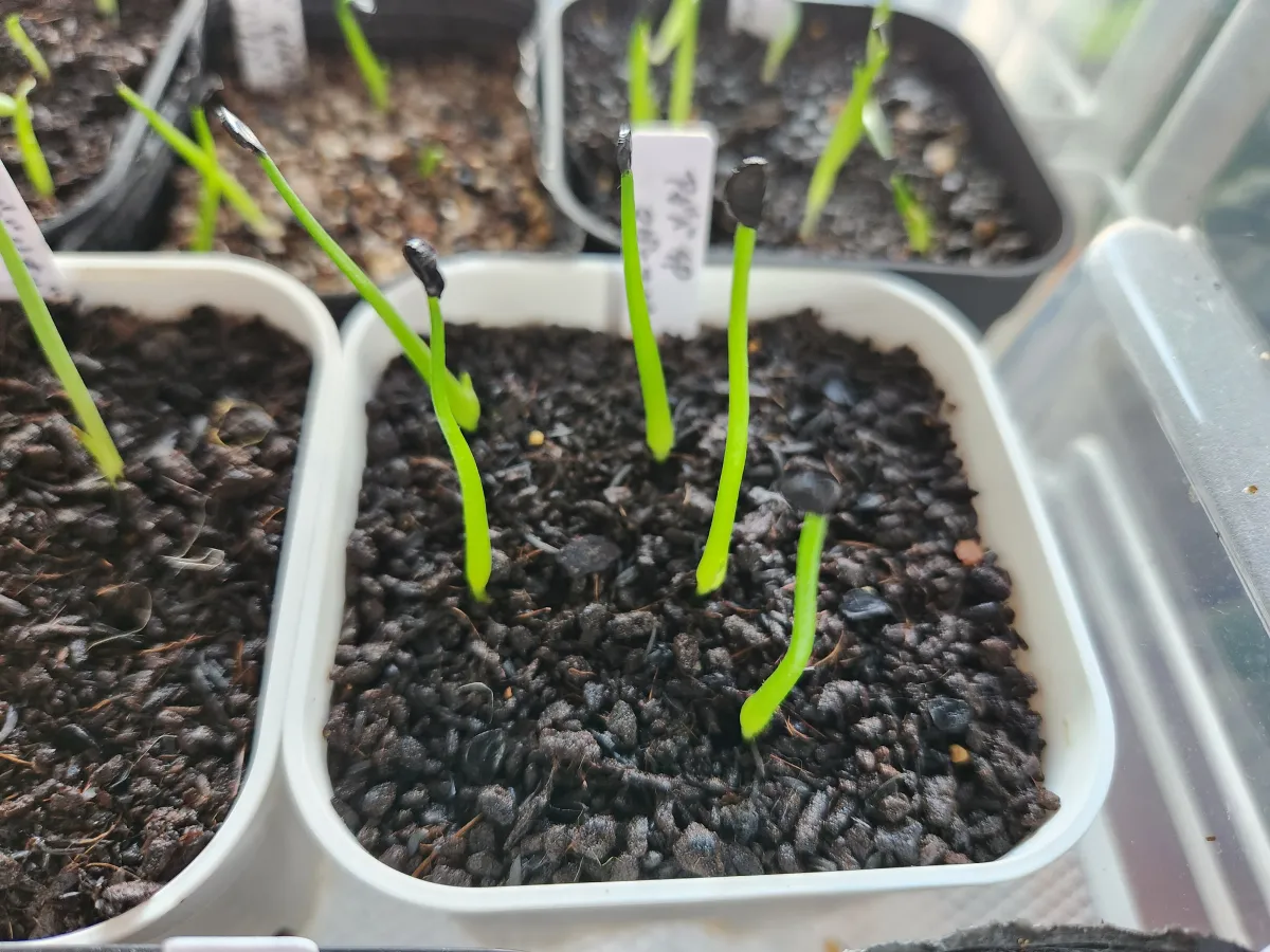 Agave salomonii Magnifica (アガベ マグニフィカ)