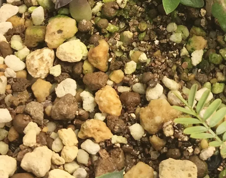 Operculicarya decaryi (オペルクリカリア デカリー)