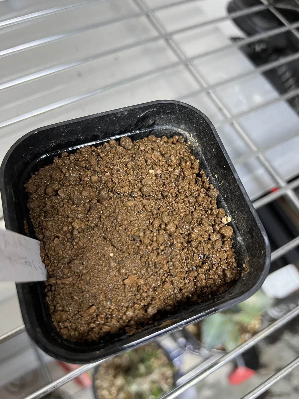 [無料種子] 発芽難 パキポディウム グラキリス　 Pachypodium rosulatum var. gracilius