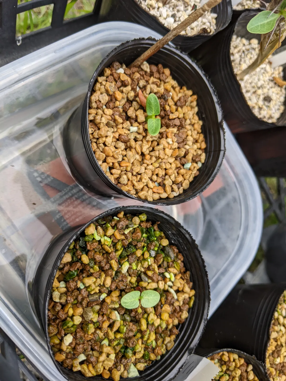 Pachypodium densiflorum var. brevicalyx (パキポディウム ブレビカリックス)