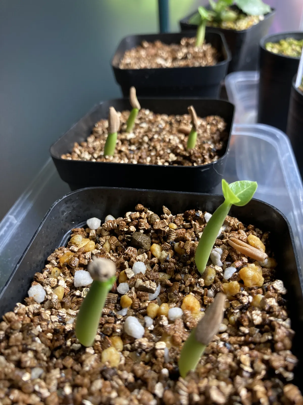 Adenium Godji x Emerald Bracelet Godji x Emerald Bracelet (アデニウム ゴッジエメラルドブレスレット)