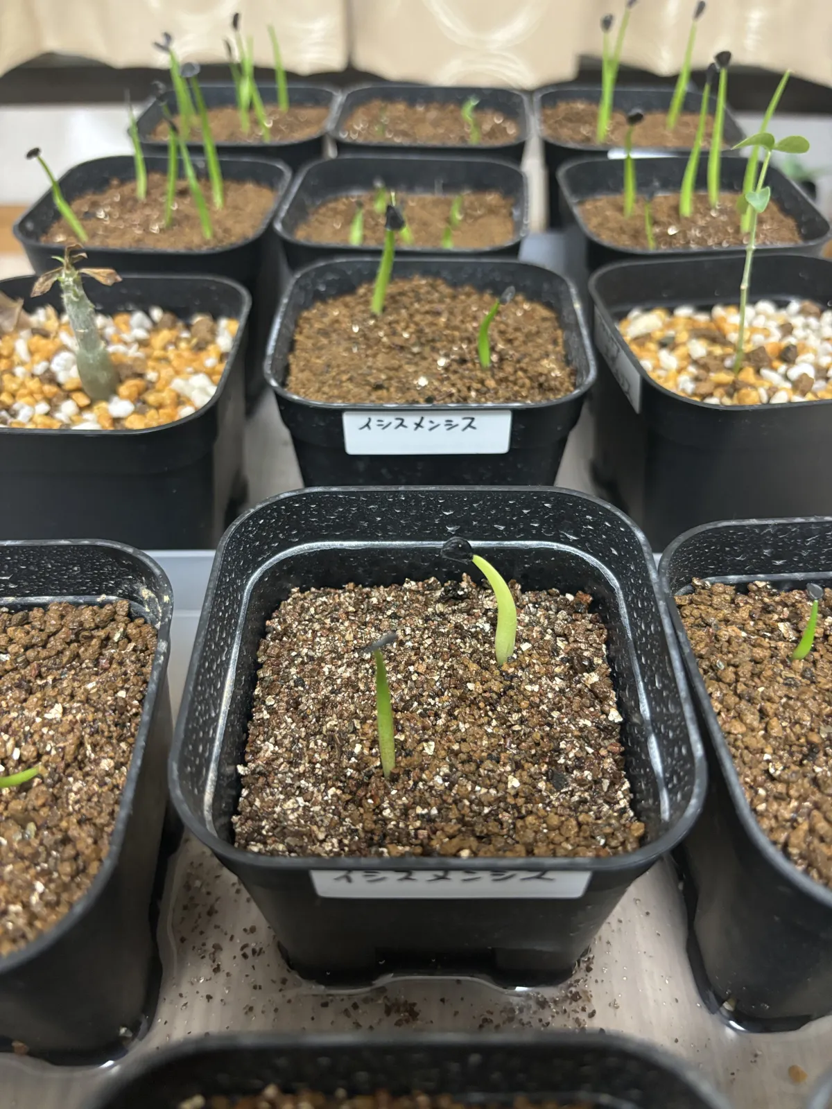 Agave isthmensis (アガベ イシスメンシス)