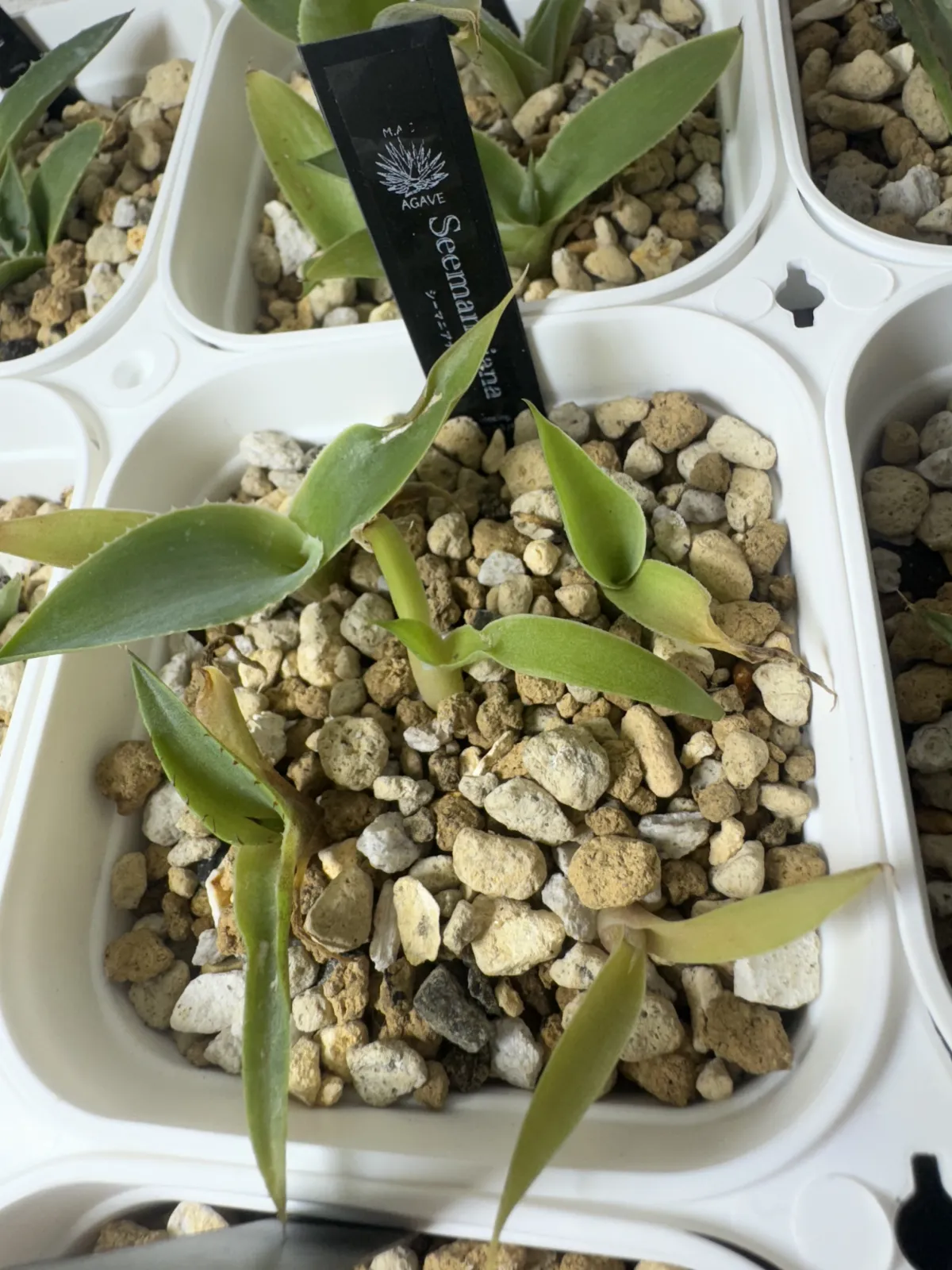 Agave seemanniana (アガベ シーマニアナ)