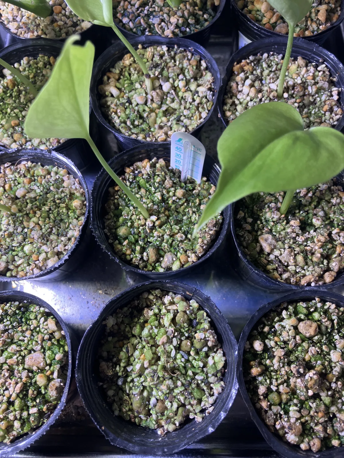 Monstera deliciosa Tauerii (モンステラ タウエリー)