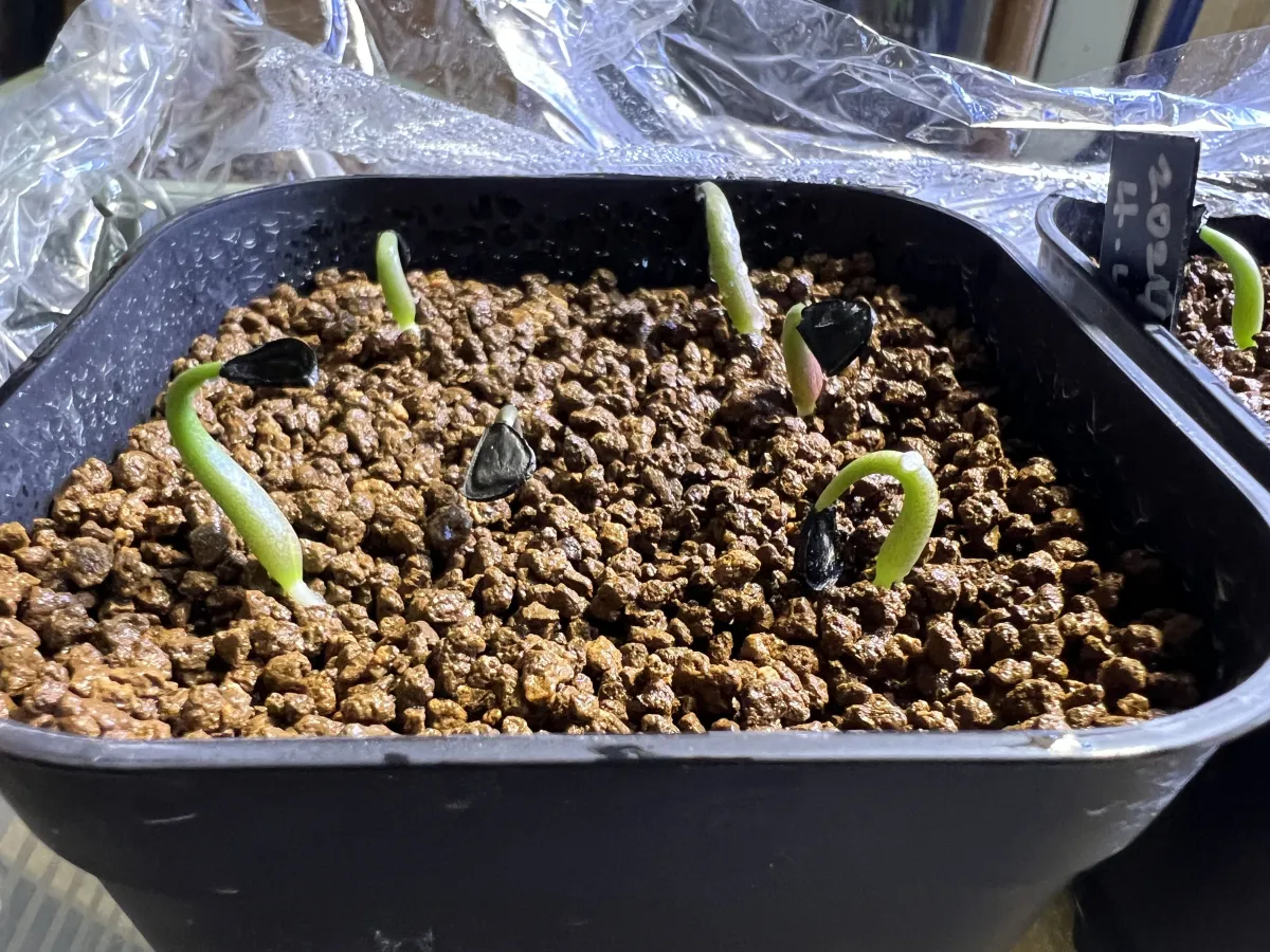 Agave isthmensis (アガベ イシスメンシス)