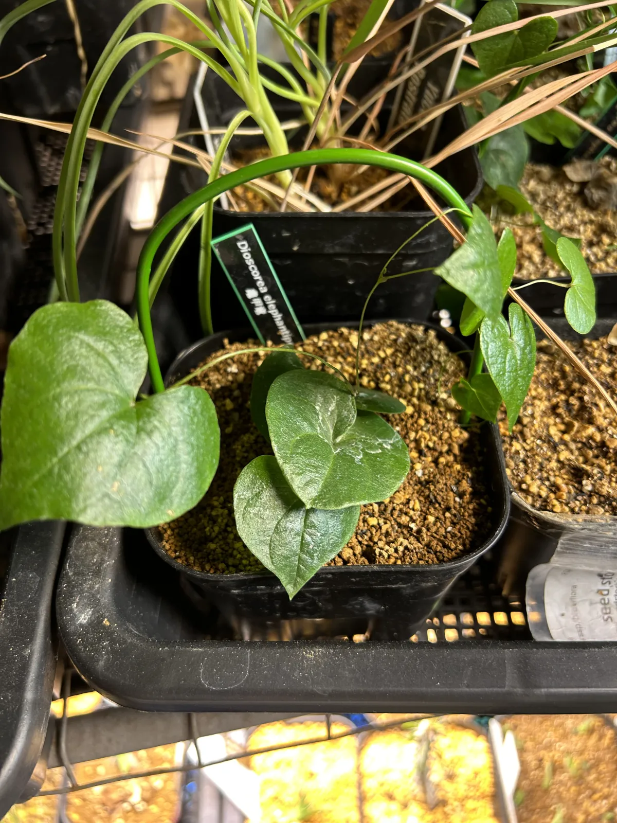 Dioscorea elephantipes (ディオスコレア エレファンティペス アフリカ亀甲竜)