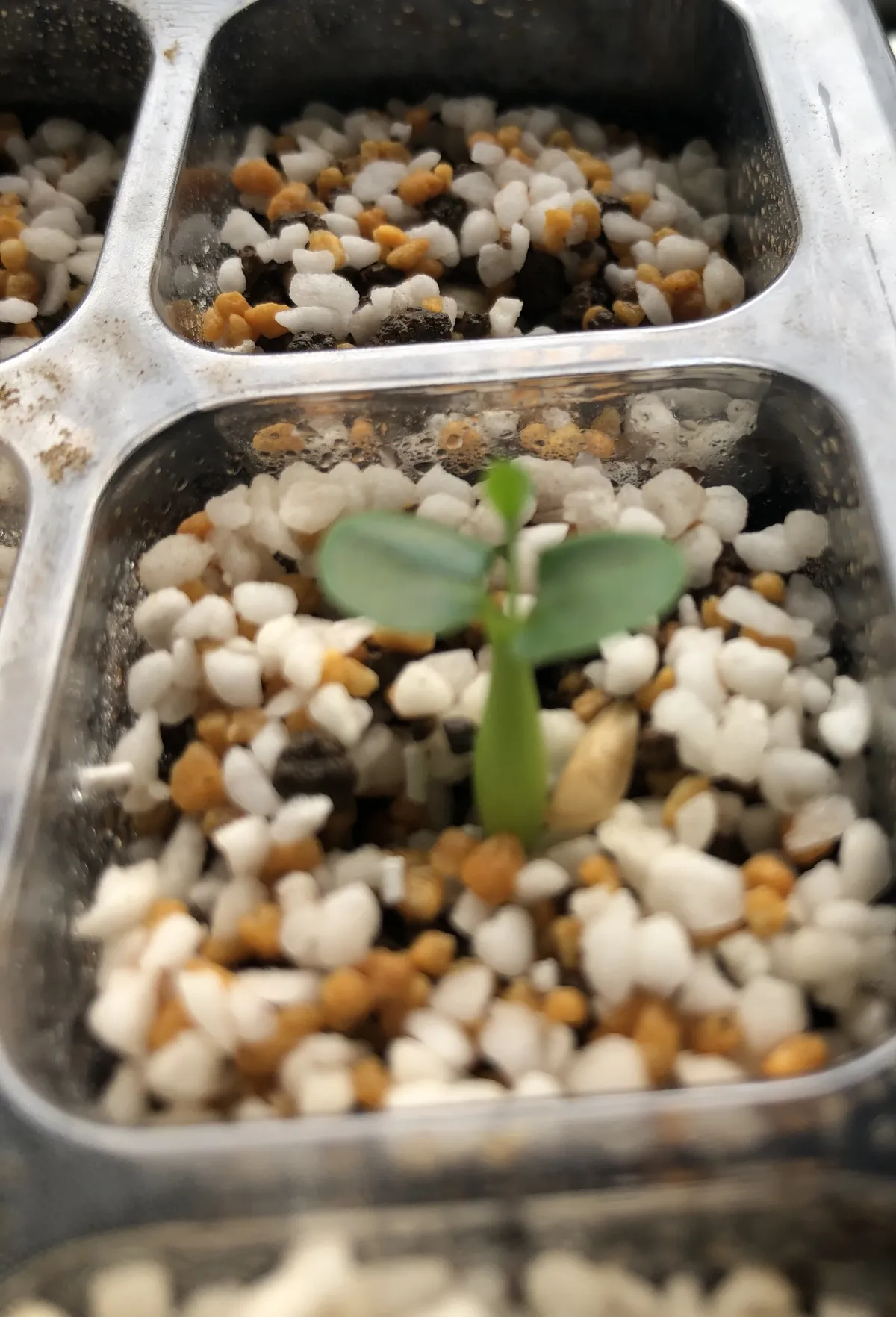 Fockea edulis (フォッケア 火星人)