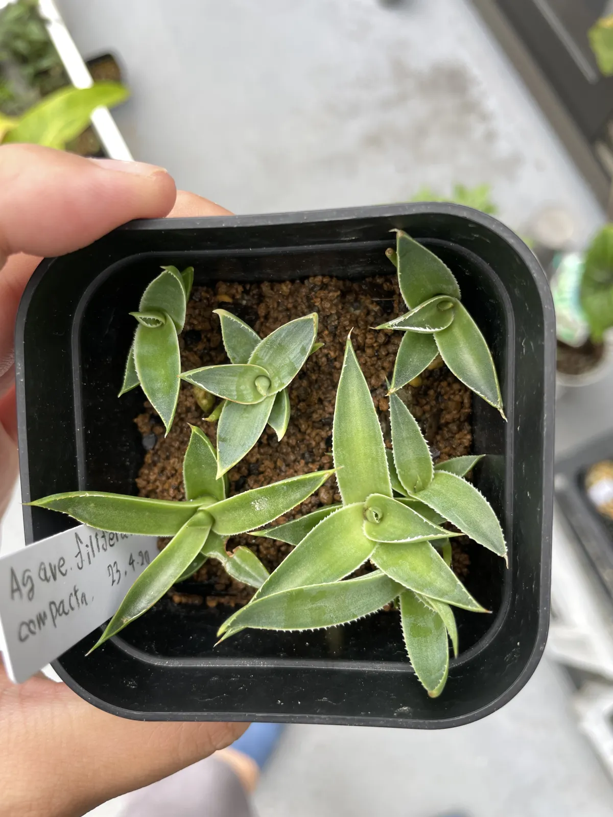 Agave filifera var. compacta (アガベ フィリフェラコンパクタ)