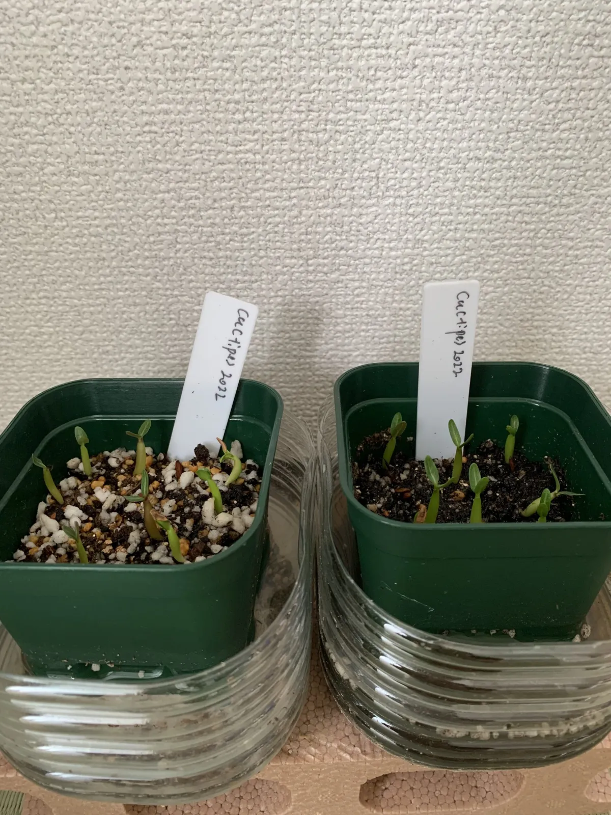 Pachypodium rosulatum ssp. cactipes (パキポディウム カクチペス)