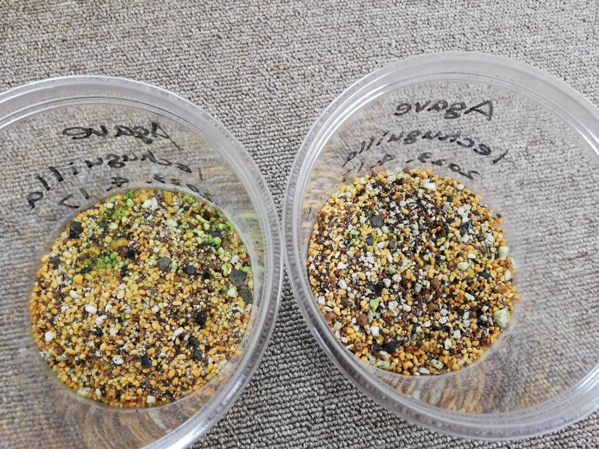 Agave lechuguilla (アガベ レチュギュラ)