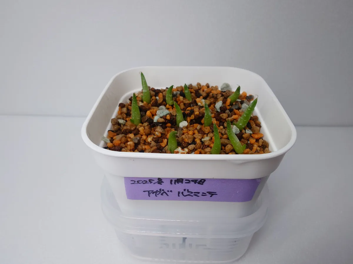 Agave victoriae-reginae 'Bustamante' (アガベ バスタマンテ)