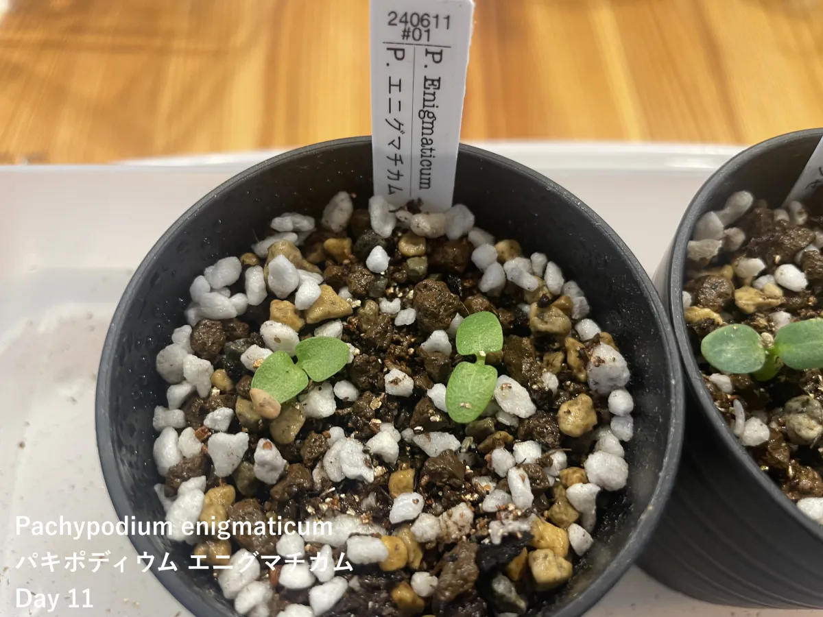 Pachypodium enigmaticum (パキポディウム エニグマチカム)