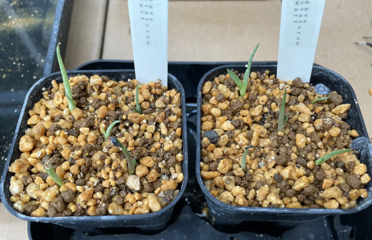 Agave potatorum Dwarf (アガベ ポタトラムドワーフ)