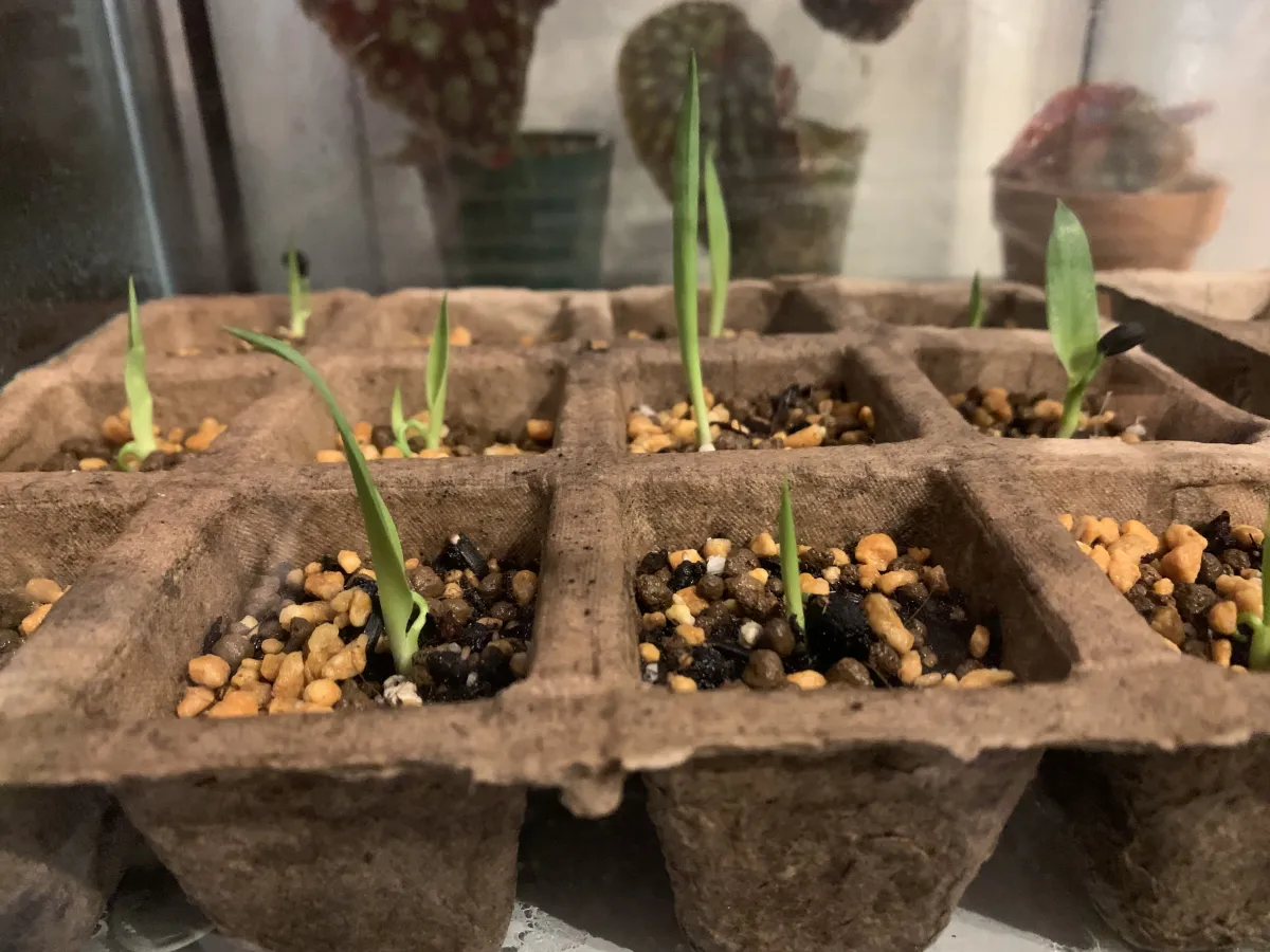 Yucca baccata var. baccata (ユッカ バッカタ)