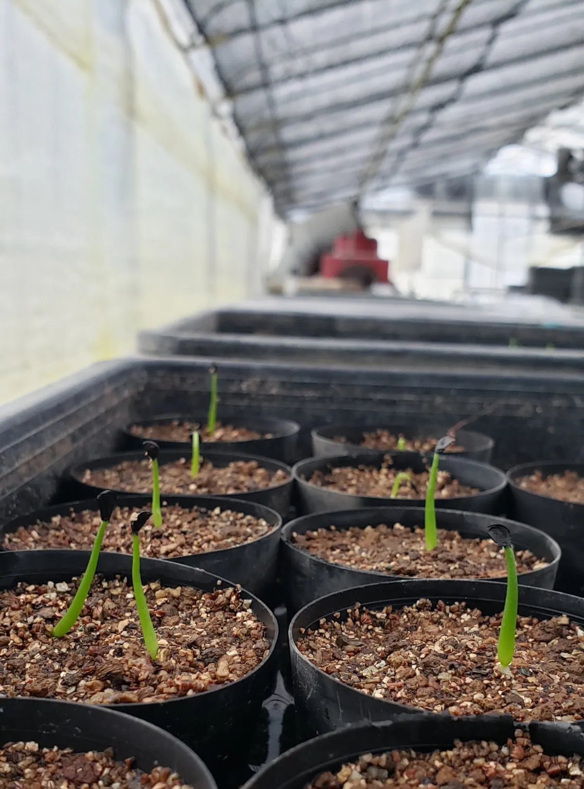 Agave chiapensis (アガベ チアペンシス)