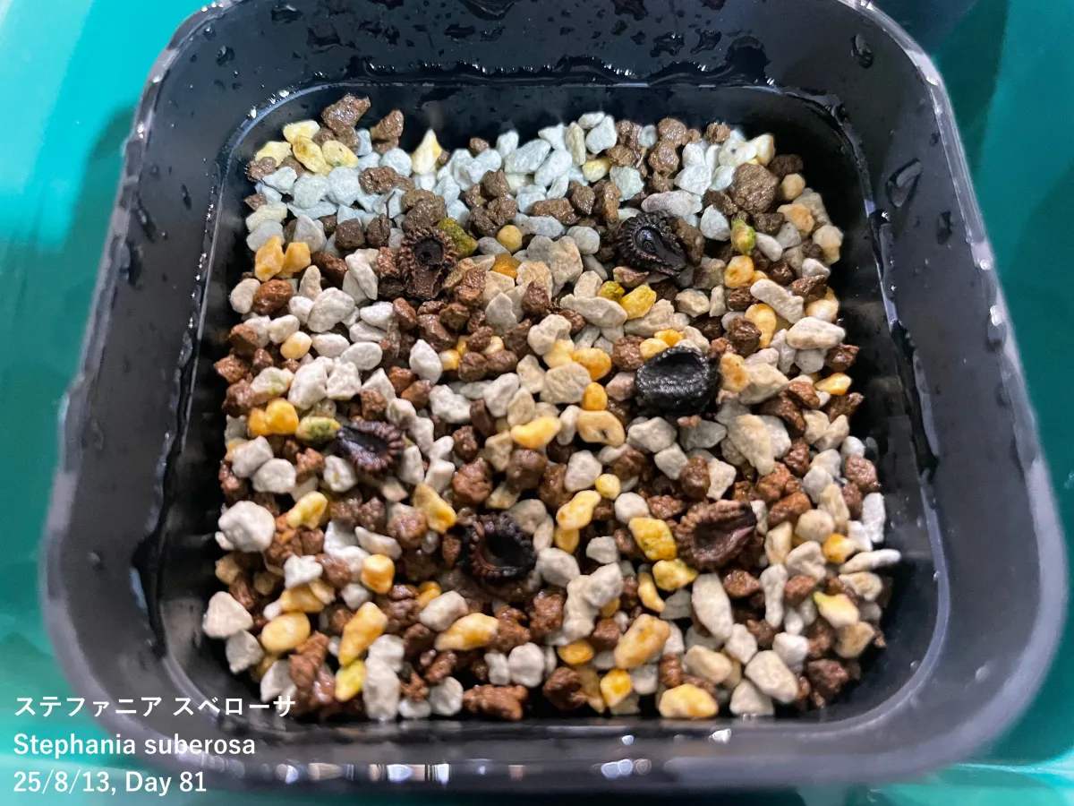 Stephania suberosa (ステファニア スベローサ)