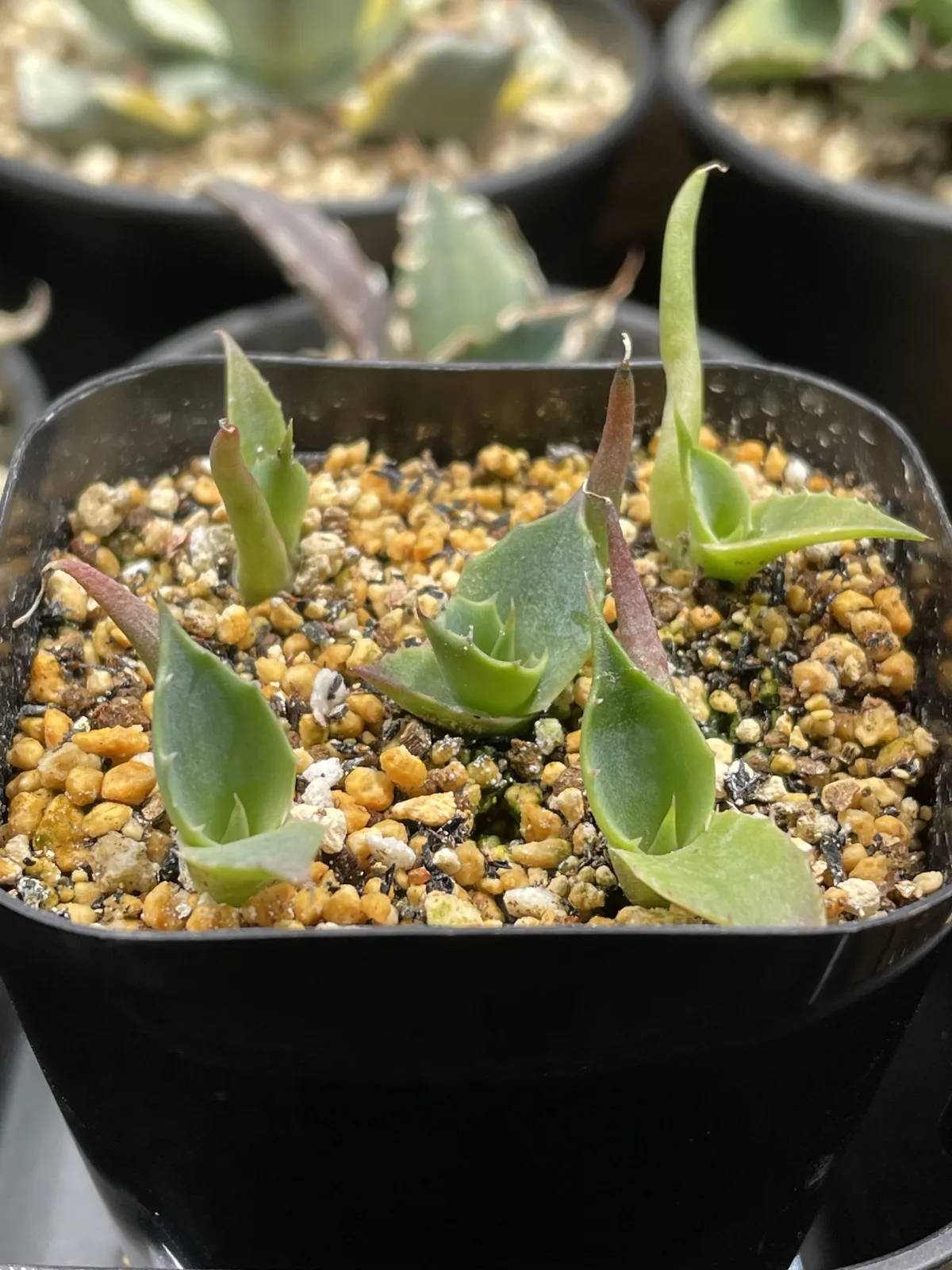 Agave colorata Mescal Ceniza (アガベ コロラータ)