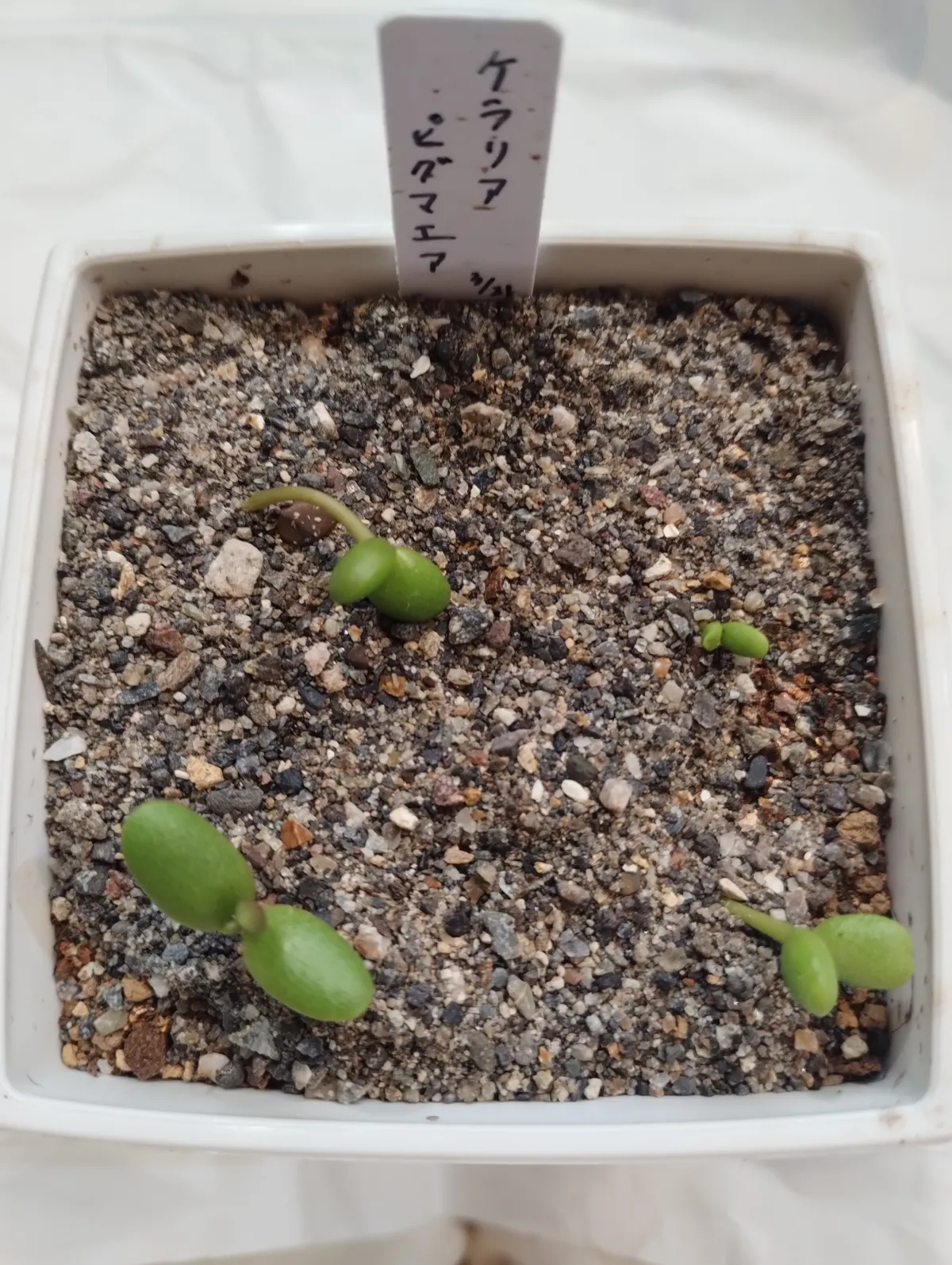 Ceraria pygmaea (ケラリア ピグマエア)