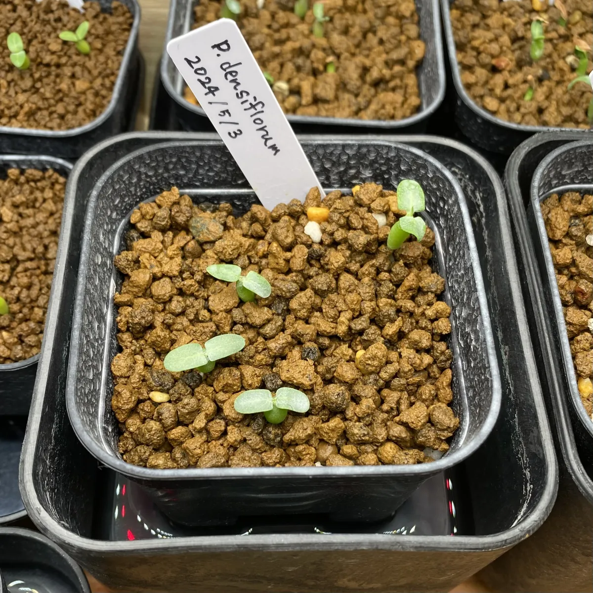 Pachypodium densiflorum var. densiflorum (パキポディウム デンシフローラム)