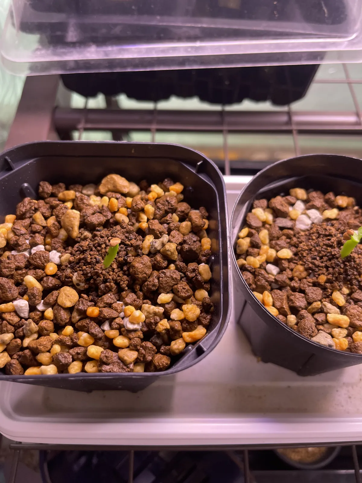 Pachypodium rosulatum var. inopinatum (パキポディウム イノピナツム)