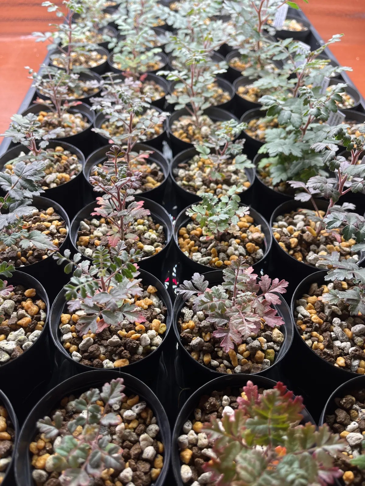 Pachycormus discolor (パキコルムス ディスカラー)