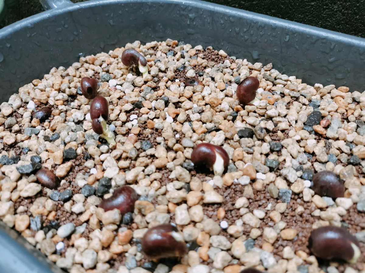 Adansonia digitata (アダンソニア（バオバブ） ディギタータ)