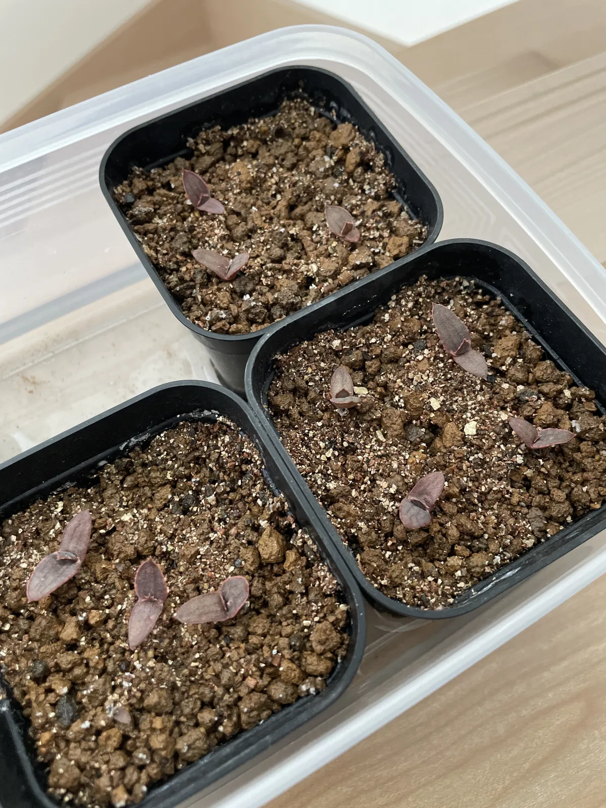 Aloe rupestris (アロエ ラペストリス)