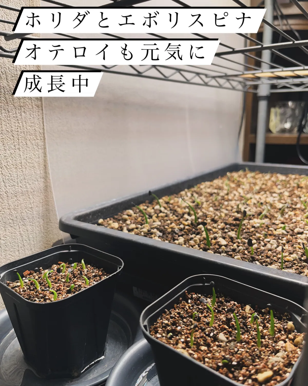 Agave utahensis var. eborispina (アガベ エボリスピナ)