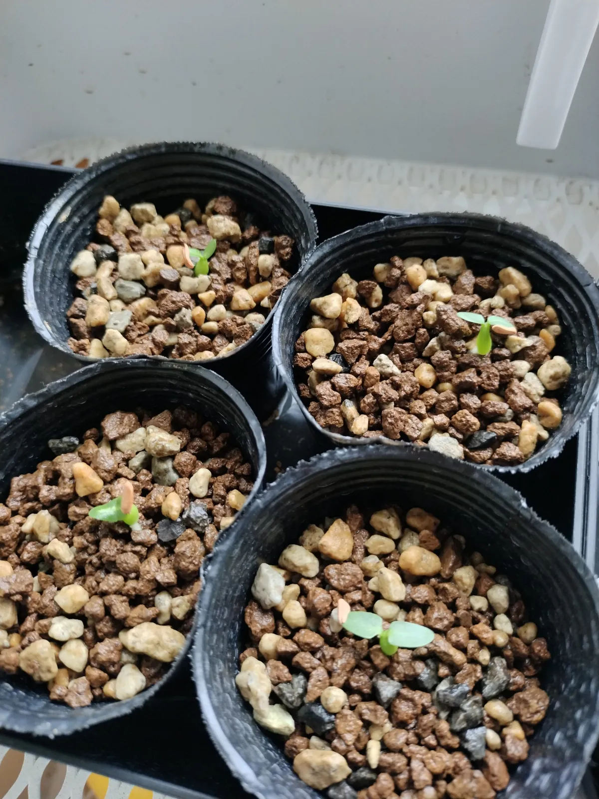 Pachypodium brevicaule subsp. leucoxanthum (パキポディウム レウコキサンツム)