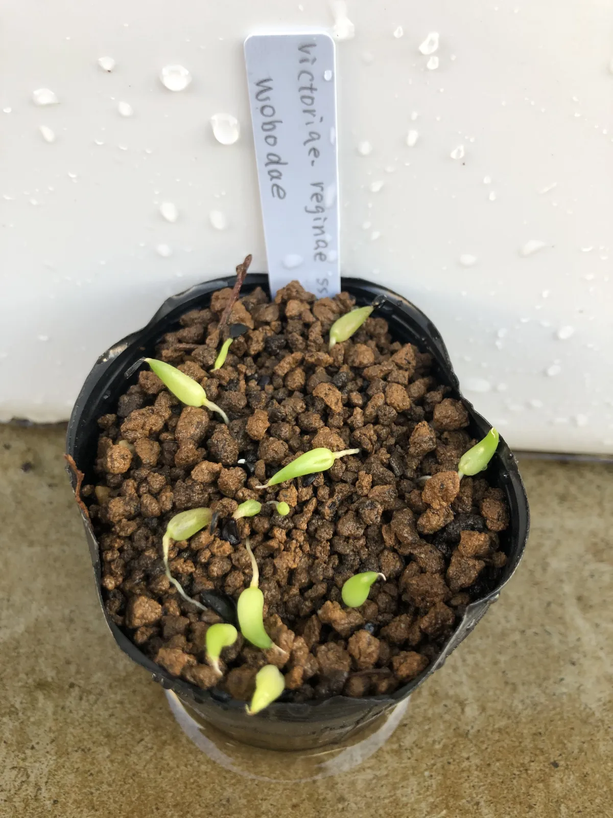 Agave victoriae-reginae ssp. swobodae swobodae (アガベ ビクトリアレジーナ スワボダエ)