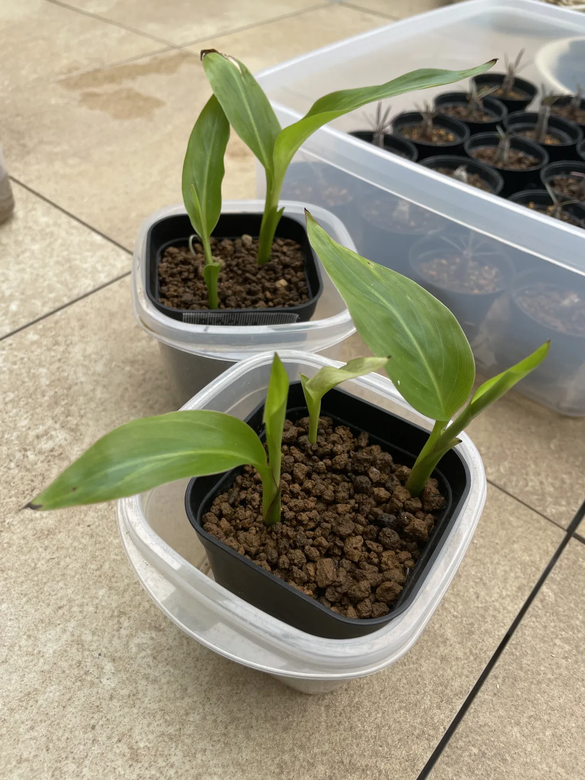 Ravenala madagascariensis (ラベナラ マダガスカリエンシス)