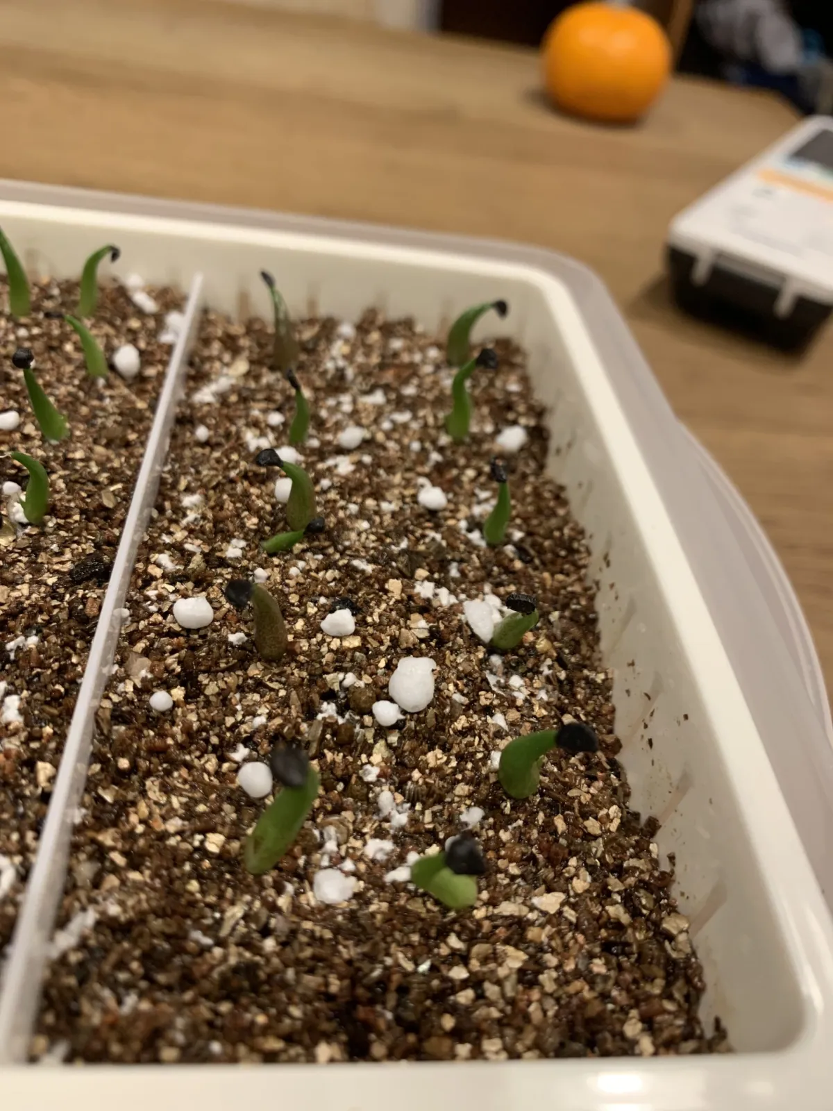 Agave oteroi (アガベ オテロイ)