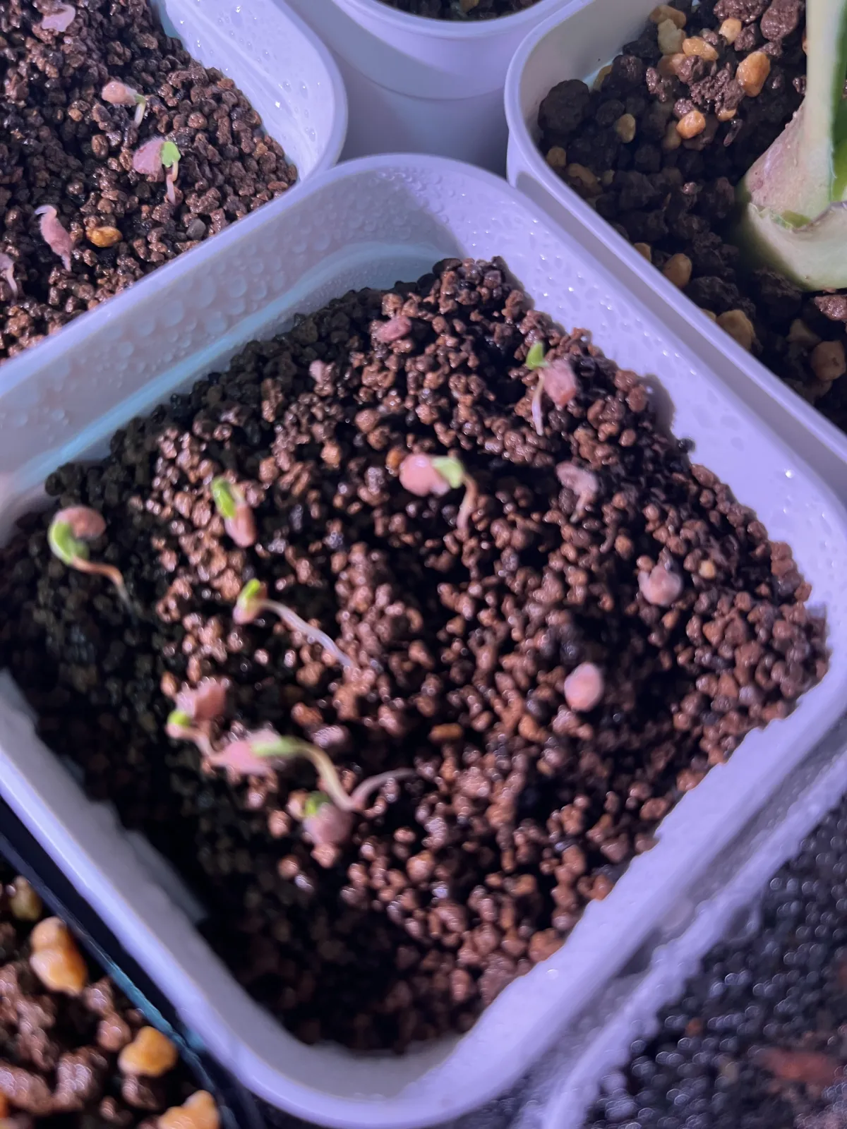 Pachycormus discolor (パキコルムス ディスカラー)