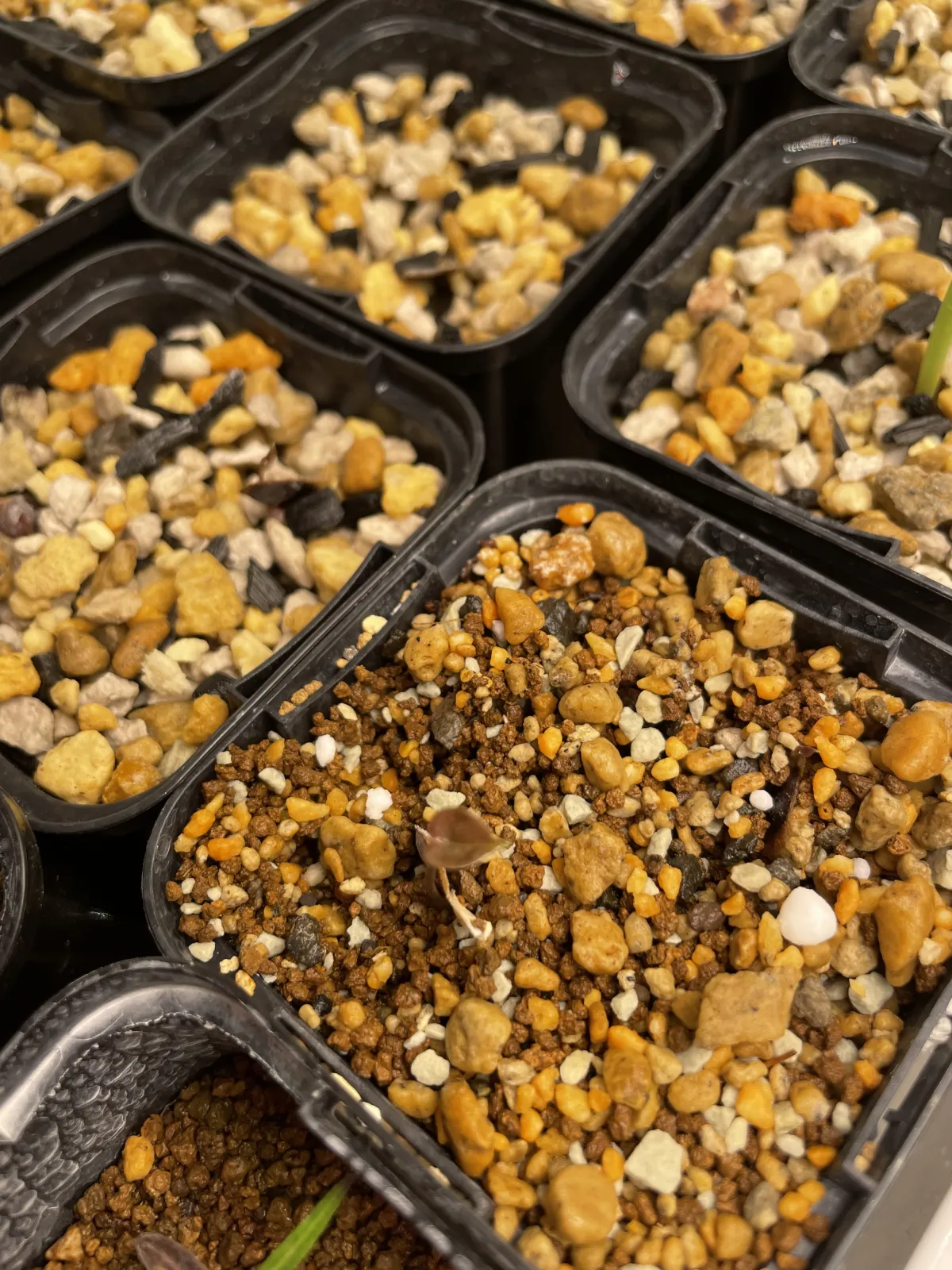 Dioscorea elephantipes (ディオスコレア エレファンティペス アフリカ亀甲竜)