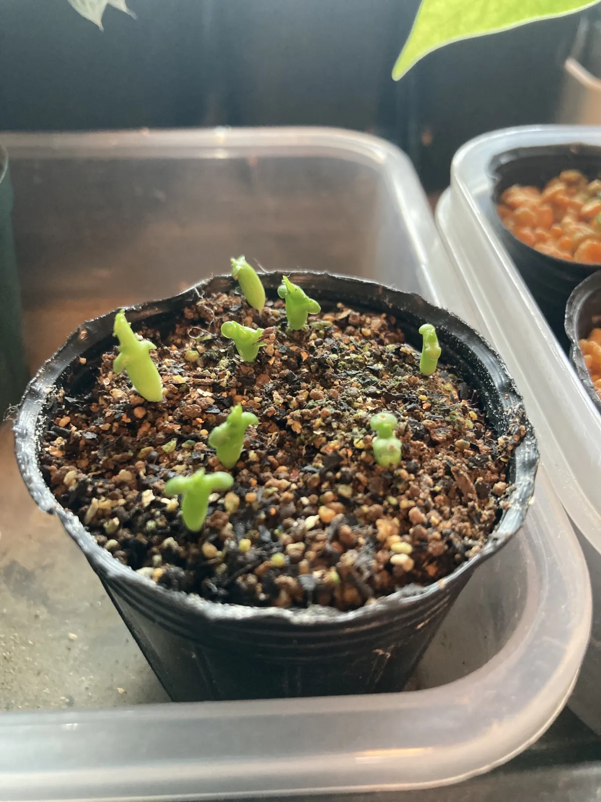 Euphorbia stellata (ユーフォルビア ステラータ 飛竜)