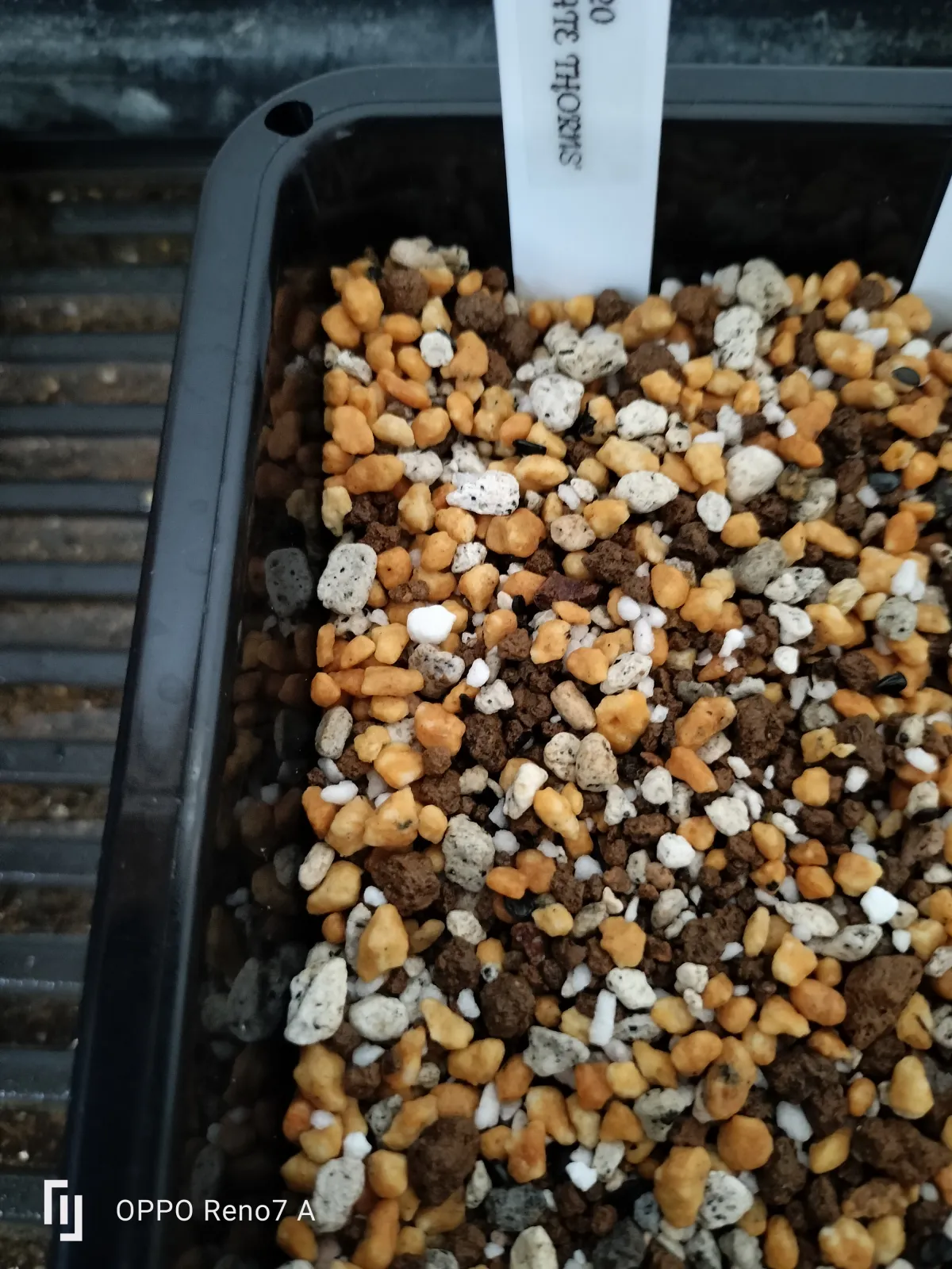 Agave horrida 'Chocolate Thorn' (アガベ ホリダ チョコレートソーン)