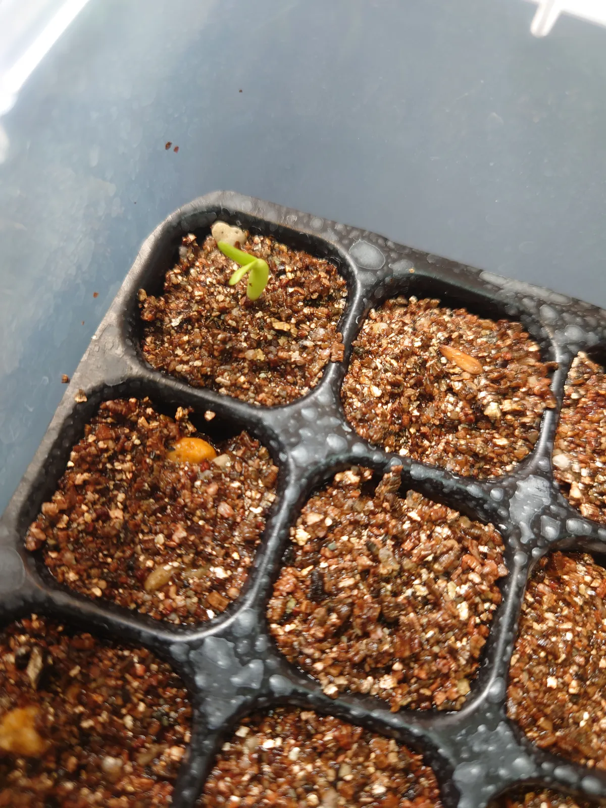 Pachypodium rosulatum var. gracilius (パキポディウム グラキリス)