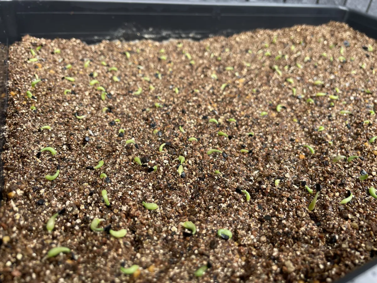 Agave horrida ssp. horrida (アガベ ホリダ)