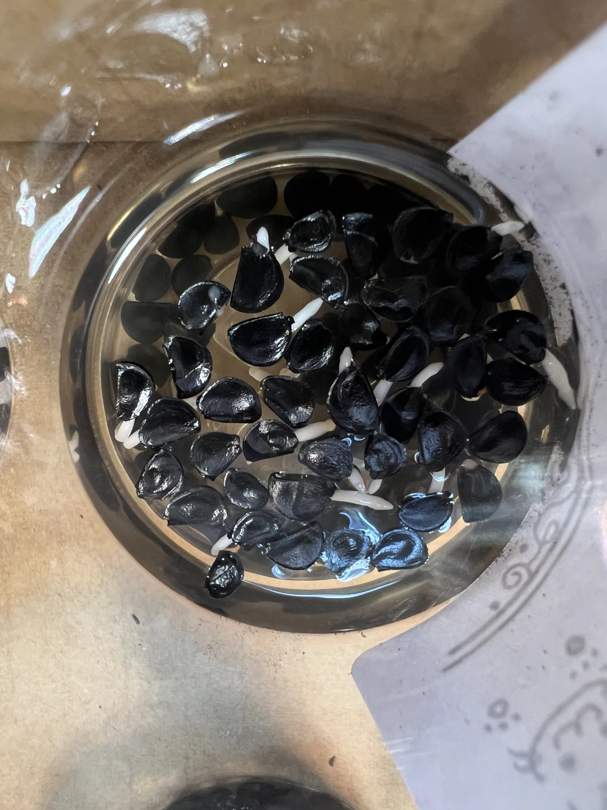 Agave triangularis (アガベ トライアンギュラリス)