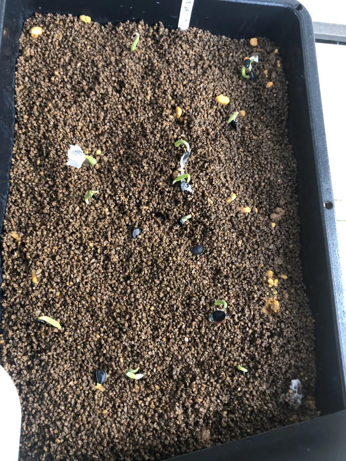 Agave parryi subsp. parryi (アガベ パリー)