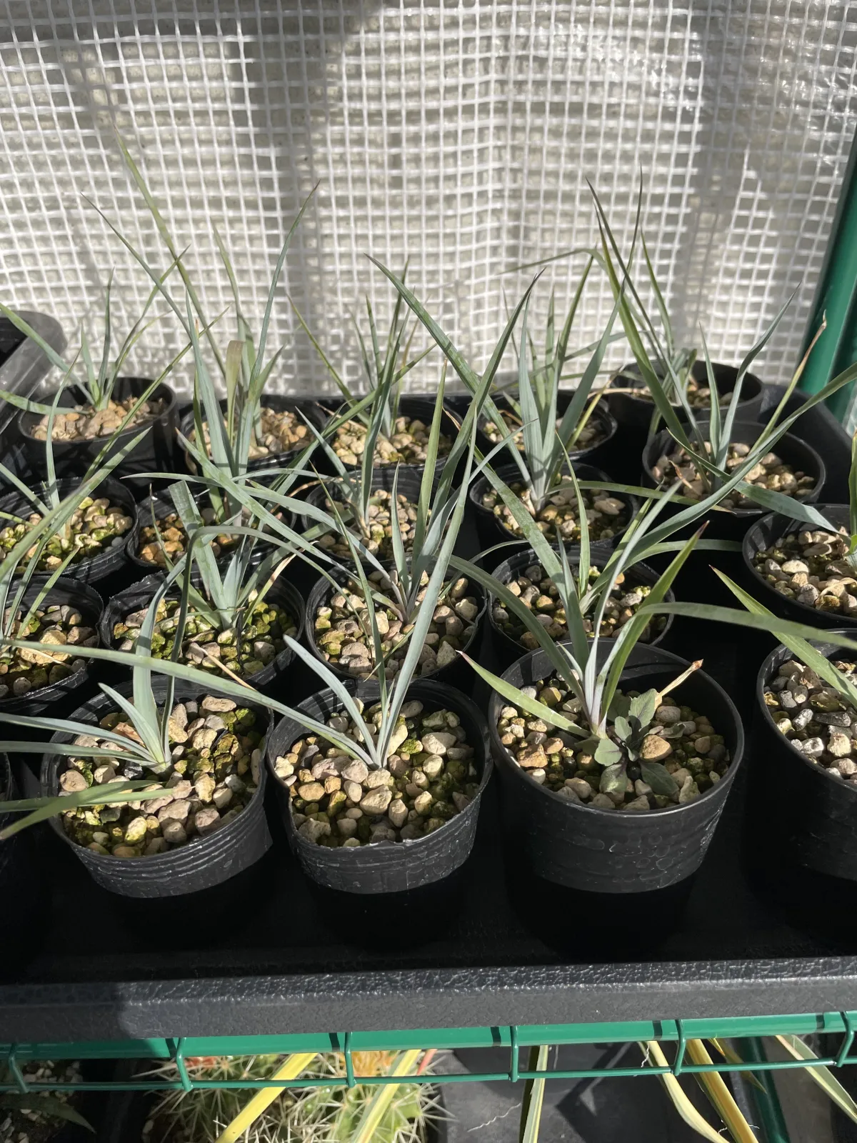 Yucca rostrata (ユッカ ロストラータ)
