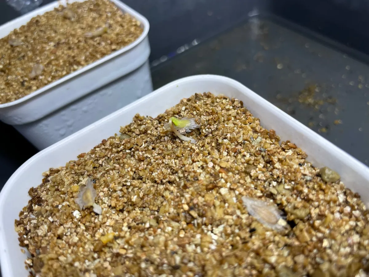 Fouquieria columnaris (フォークイエリア コルムナリス 観峰玉)