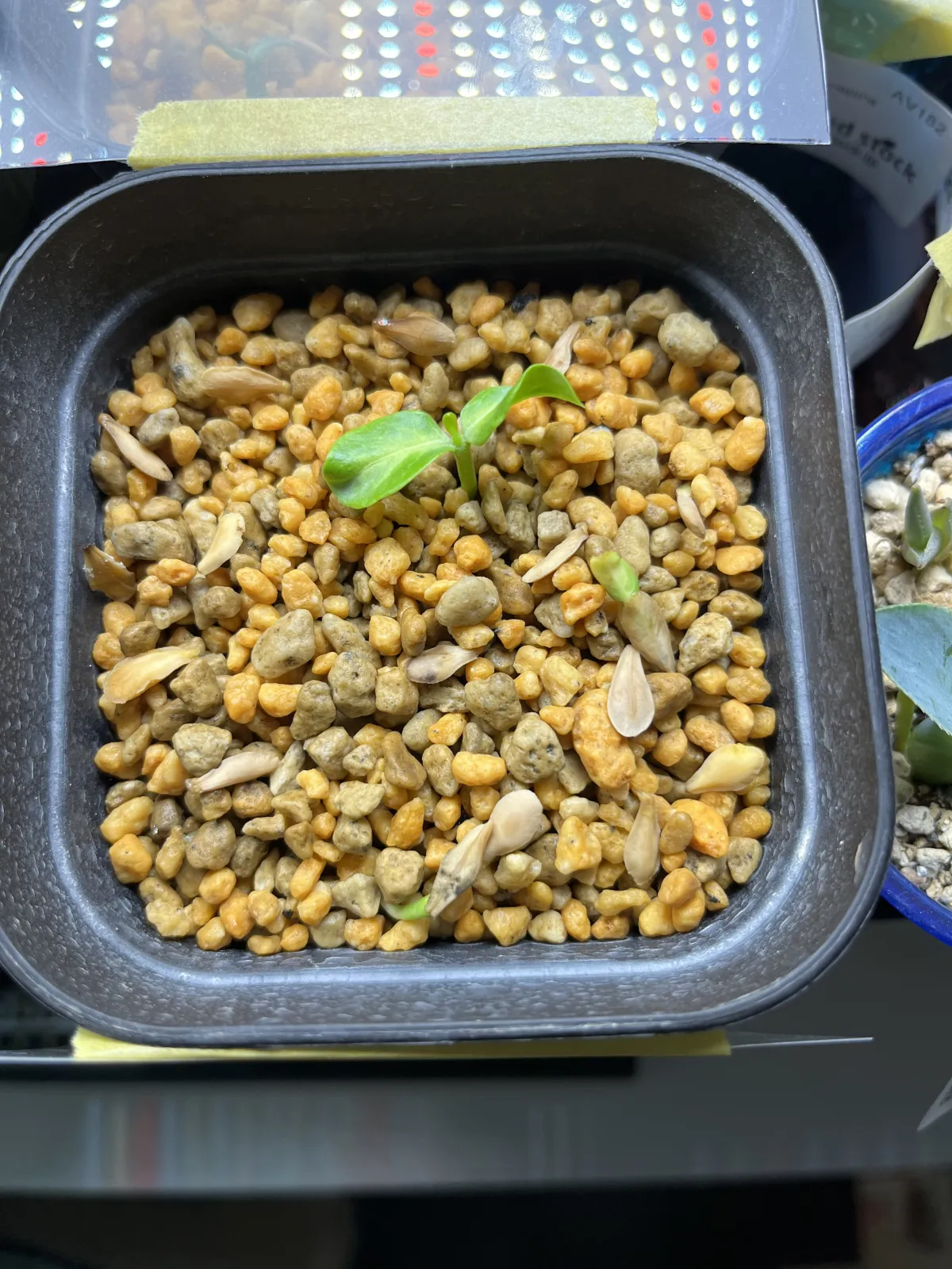 Pachypodium rutenbergianum var. rutenbergianum (パキポディウム ルテンベルギアナム)