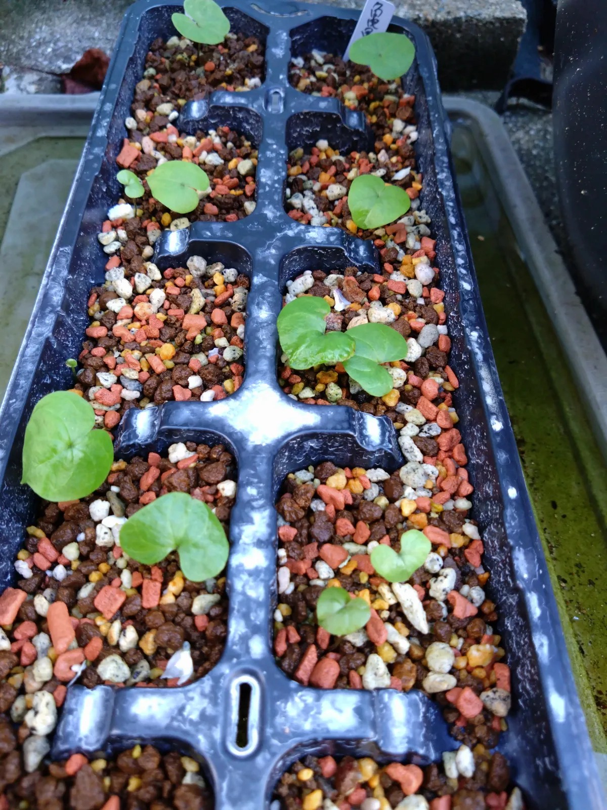 Dioscorea elephantipes (ディオスコレア エレファンティペス2023F)