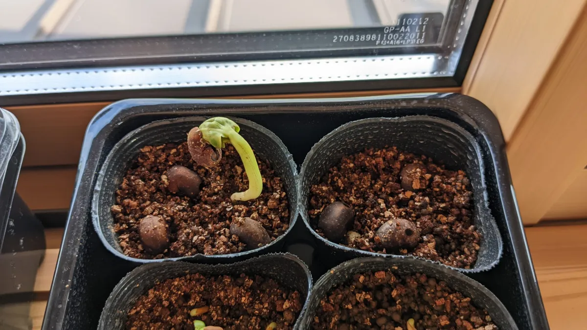 Adansonia digitata (アダンソニア（バオバブ） ディギタータ)