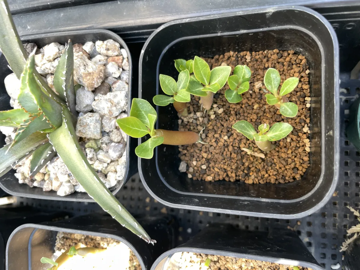 Adenium obesum (アデニウム オベスム)