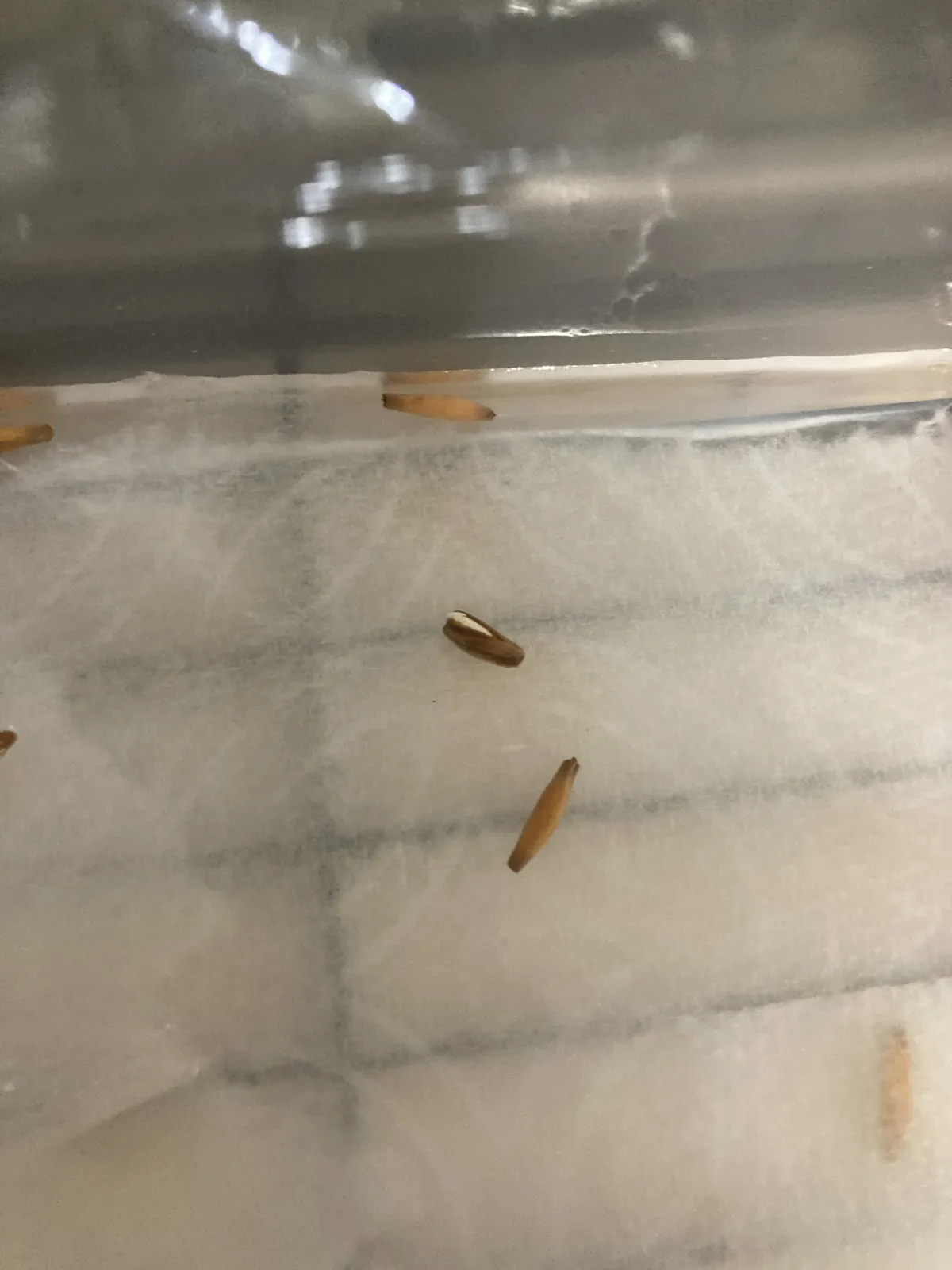 Adenium obesum (アデニウム オベスム)