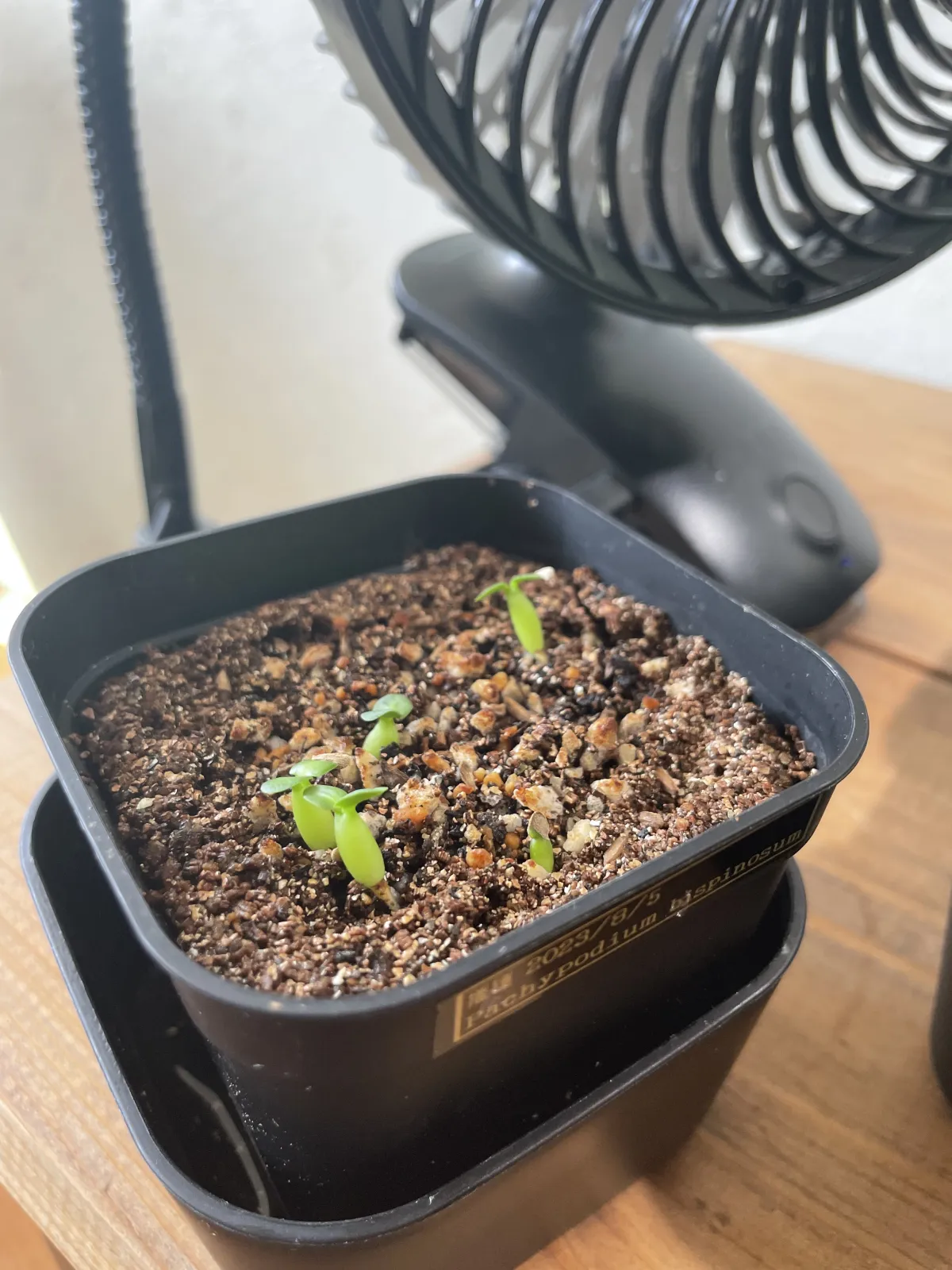 Pachypodium bispinosum (パキポディウム ビスピノーサム)