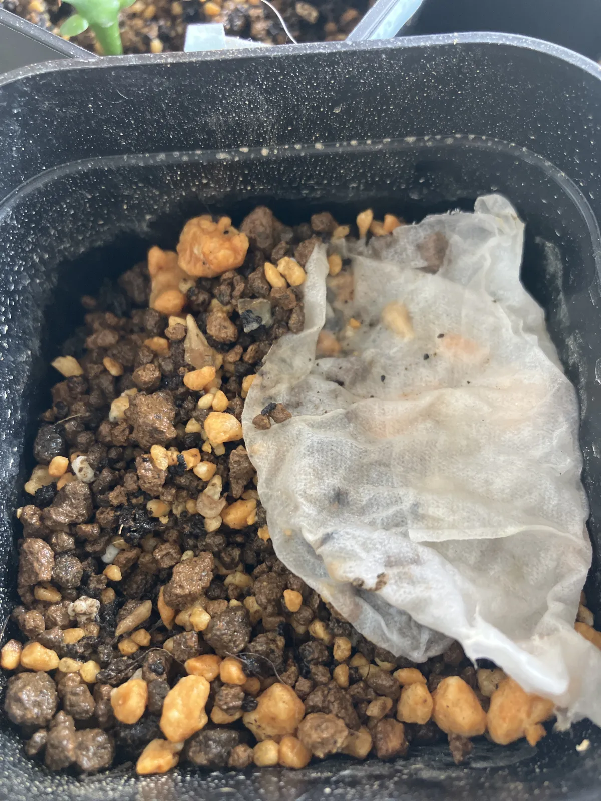 Fockea edulis (フォッケア 火星人)